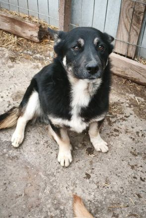 Jax sucht sein Für-immer-Zuhause