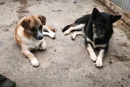 Jax sucht sein Für-immer-Zuhause