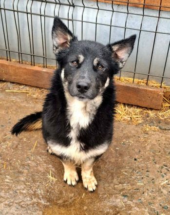 Jax sucht sein Für-immer-Zuhause