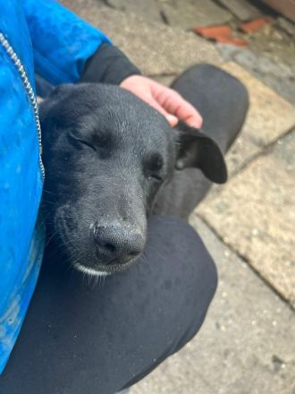 James sucht sein Für-immer-Zuhause