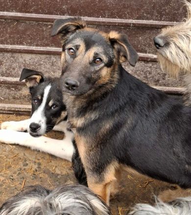 Pepsi sucht ihr Für-immer-Zuhause