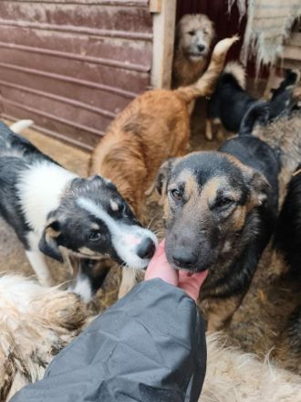 Pepsi sucht ihr Für-immer-Zuhause