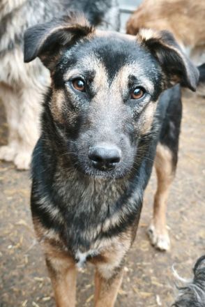 Pepsi sucht ihr Für-immer-Zuhause