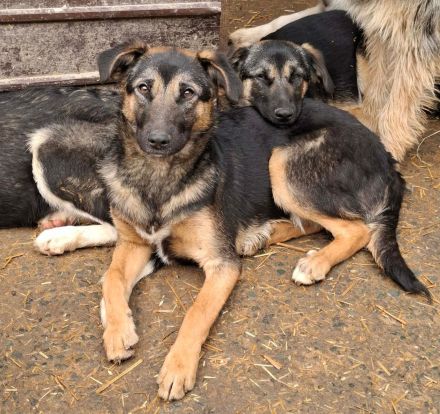 Pepsi sucht ihr Für-immer-Zuhause