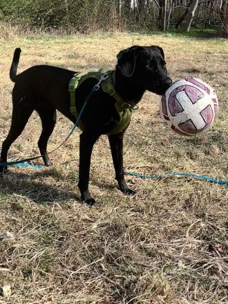 Juni in 13156 Berlin sucht ihr Für-immer-Zuhause