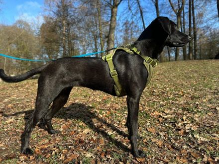 Juni in 13156 Berlin sucht ihr Für-immer-Zuhause