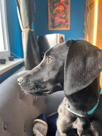 Juni in 13156 Berlin sucht ihr Für-immer-Zuhause