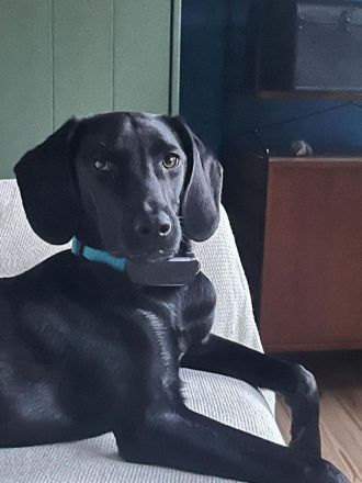 Juni in 13156 Berlin sucht ihr Für-immer-Zuhause