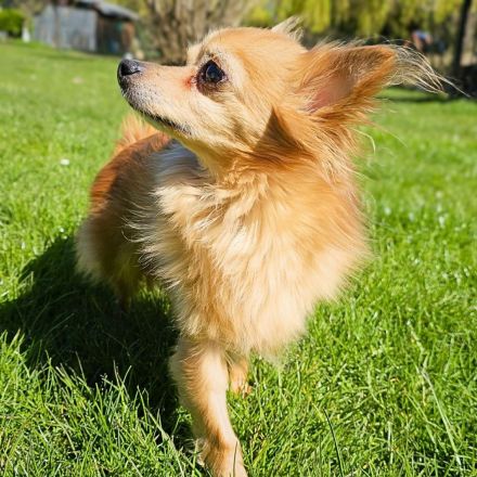 Trever in 50374 Erftstadt sucht sein Für-immer-Zuhause