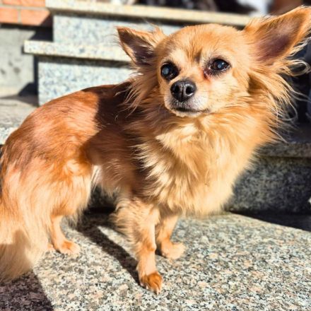 Trever in 50374 Erftstadt sucht sein Für-immer-Zuhause