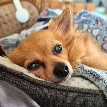 Trever in 50374 Erftstadt sucht sein Für-immer-Zuhause