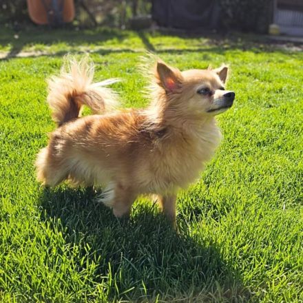 Trever in 50374 Erftstadt sucht sein Für-immer-Zuhause