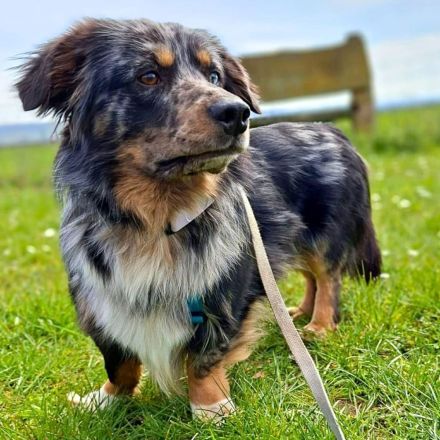Bilbo auf Pflegestelle in 55411 Bingen sucht sein Für-immer-Zuhause