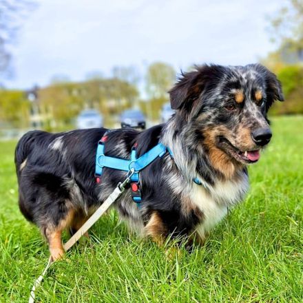 Bilbo auf Pflegestelle in 55411 Bingen sucht sein Für-immer-Zuhause