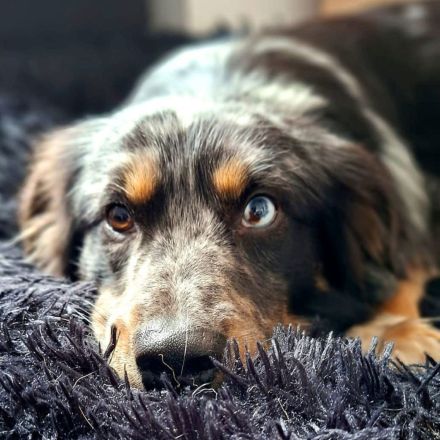 Bilbo auf Pflegestelle in 55411 Bingen sucht sein Für-immer-Zuhause
