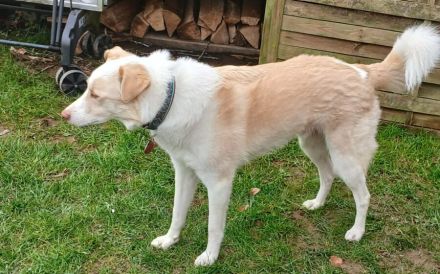 Albus sucht seinen sicheren Hafen