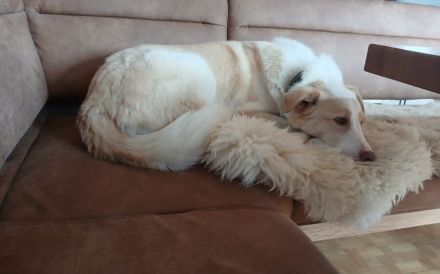 Albus sucht seinen sicheren Hafen