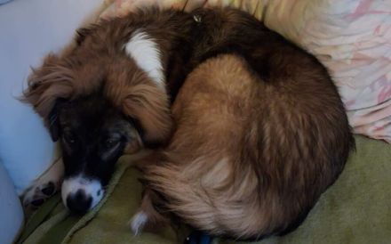 Wer schenkt dem tollen Grady sein Herz?