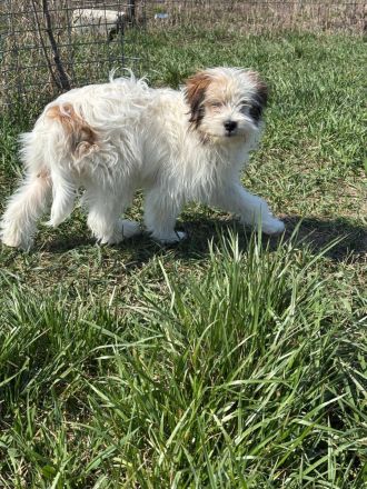 Benji sucht ein Zuhause