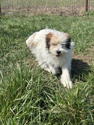 Benji sucht ein Zuhause