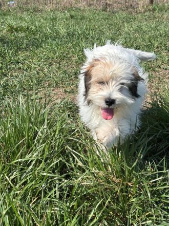 Benji sucht ein Zuhause