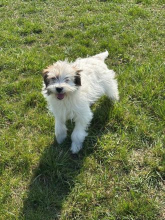 Benji sucht ein Zuhause