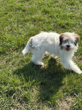 Benji sucht ein Zuhause