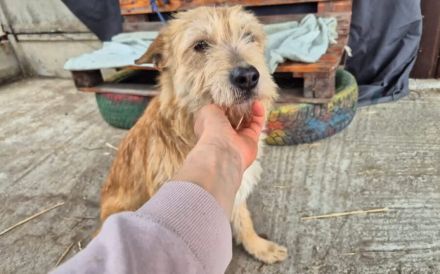 Rosie geht mit dir durch Dick und Dünn