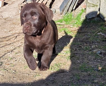Labrador Welpen, liebevolle Familienaufzucht, mit Ahnentafel, abgabebereit