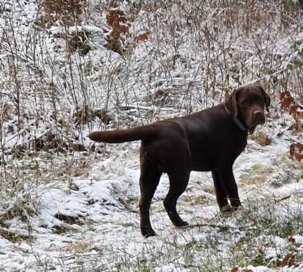 Labrador Welpen, liebevolle Familienaufzucht, mit Ahnentafel, abgabebereit