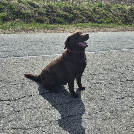 Labrador Welpen, liebevolle Familienaufzucht, mit Ahnentafel, abgabebereit