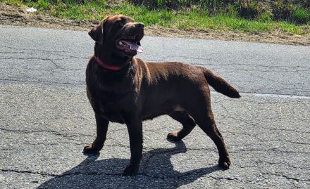 Labrador Welpen, liebevolle Familienaufzucht, mit Ahnentafel, abgabebereit
