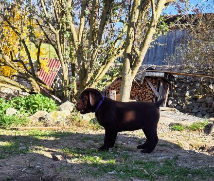 Labrador Welpen, liebevolle Familienaufzucht, mit Ahnentafel, abgabebereit