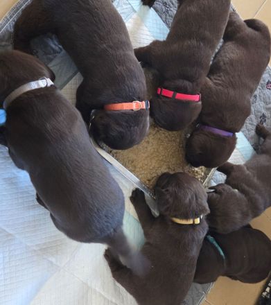 Labrador Welpen, liebevolle Familienaufzucht, mit Ahnentafel, abgabebereit