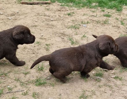 Labrador Welpen, liebevolle Familienaufzucht, mit Ahnentafel, abgabebereit