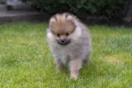 Pomeraninan puppies
