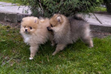 Pomeraninan puppies