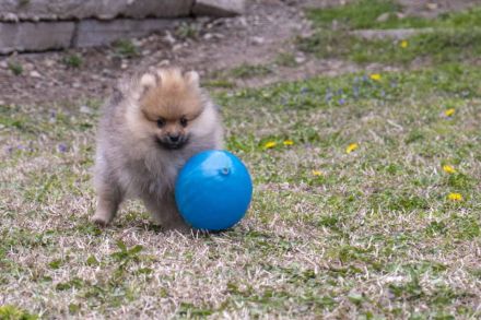 Pomeraninan puppies