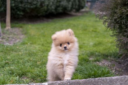 Pomeraninan puppies