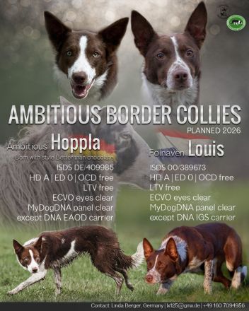 Border Collie Welpen