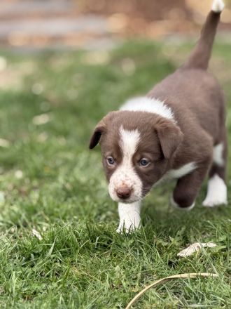Border Collie Welpen