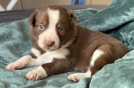 Border Collie Welpen
