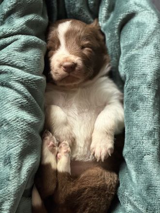 Border Collie Welpen