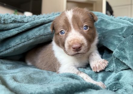 Border Collie Welpen