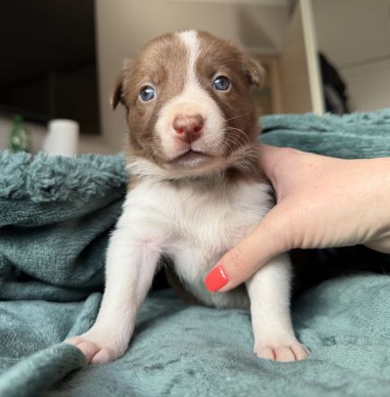 Border Collie Welpen