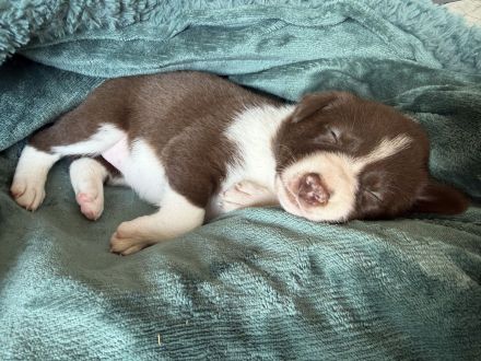 Border Collie Welpen