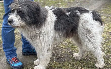 Ausgeglichener und freundlicher Flash sucht Zuhause