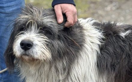 Ausgeglichener und freundlicher Flash sucht Zuhause