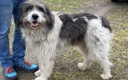 Ausgeglichener und freundlicher Flash sucht Zuhause