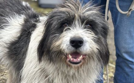 Ausgeglichener und freundlicher Flash sucht Zuhause